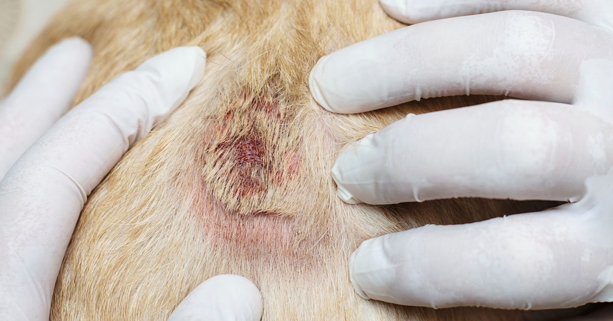 Allergies in dog skin