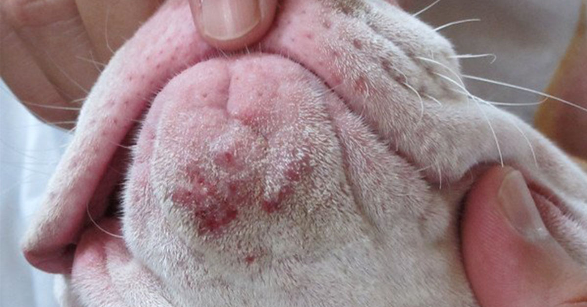 Canine Acne