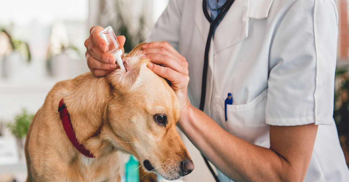 Regularly clean your dog's ears to maintain yeast dermatitis in dogs