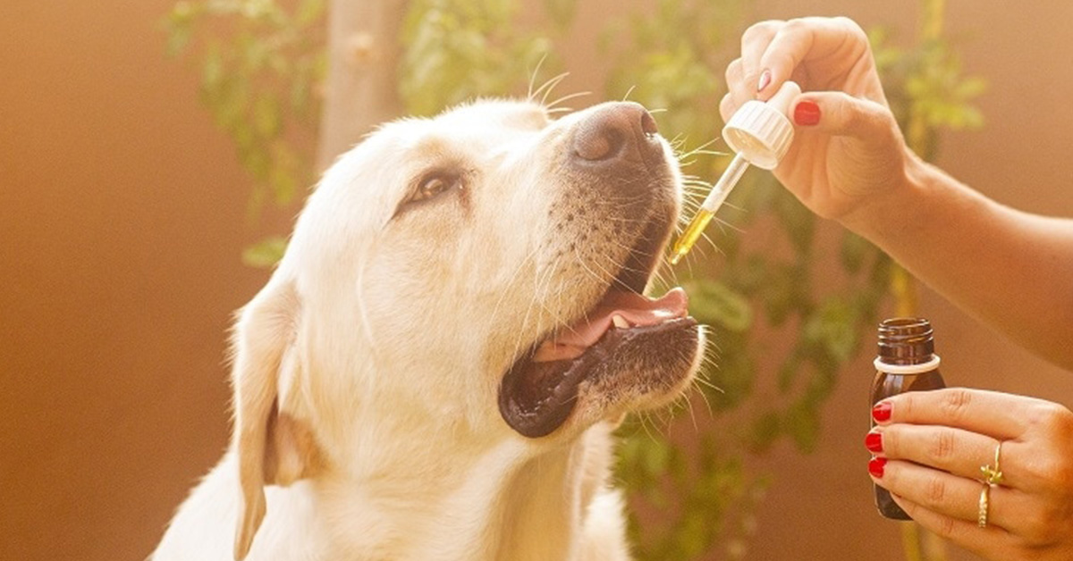 How to Use Coconut Oil for Dog Allergies