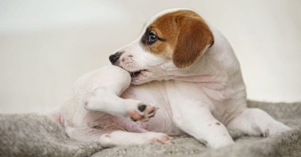 Staph Infections in dogs