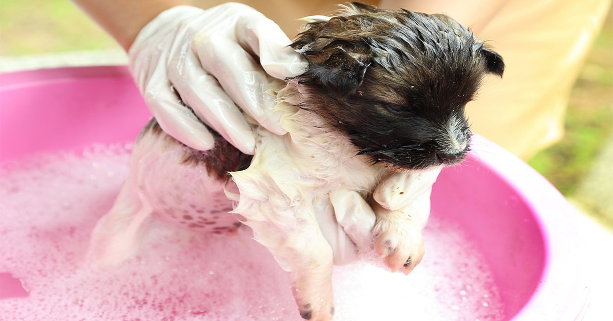 bathing your dog with Antifungal shampoos