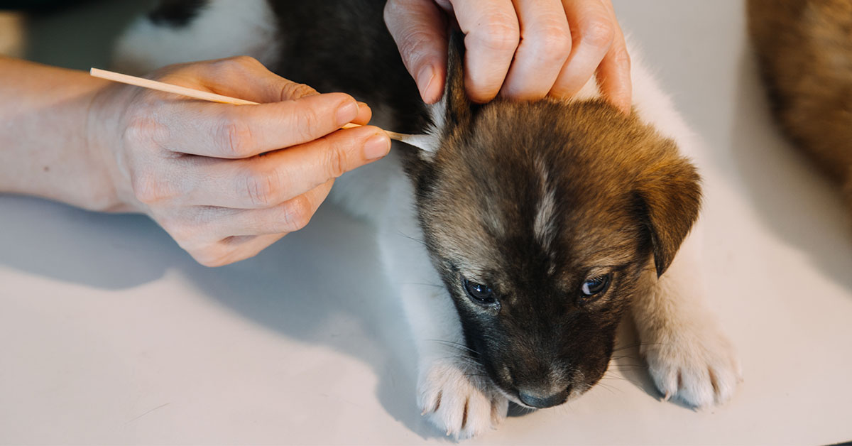 Best Way to Clean Dog's Ears