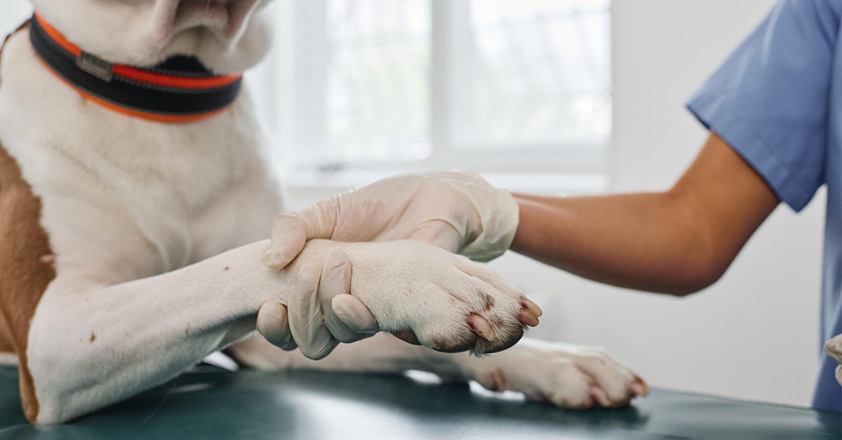 When to Consult a Veterinarian