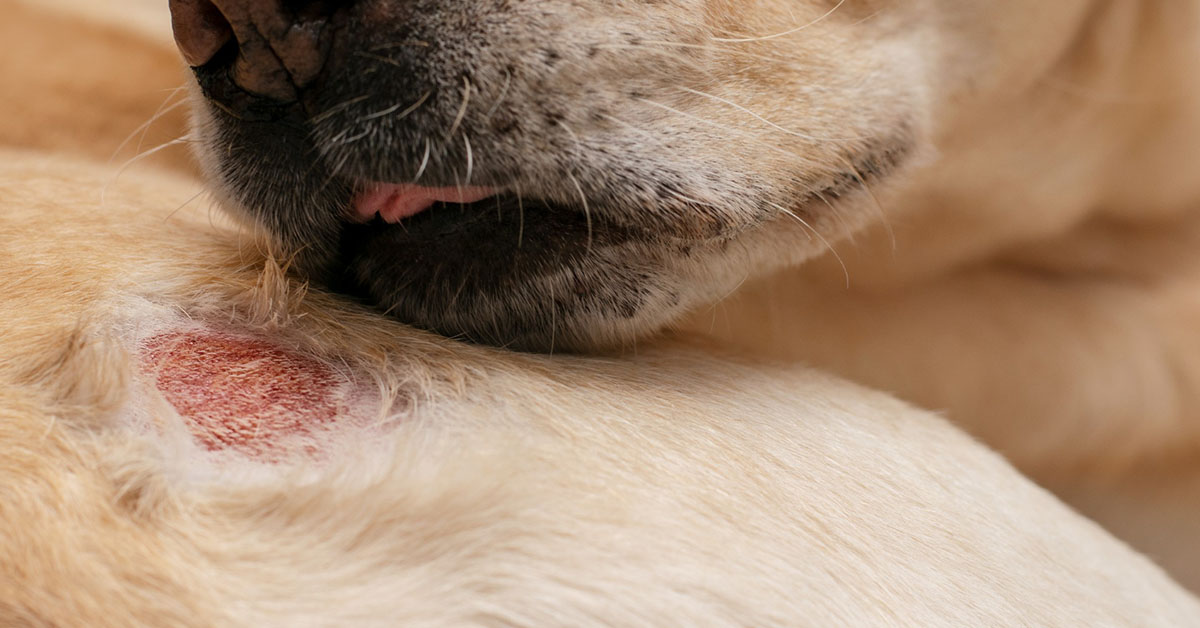 Yeast Dermatitis in Dogs