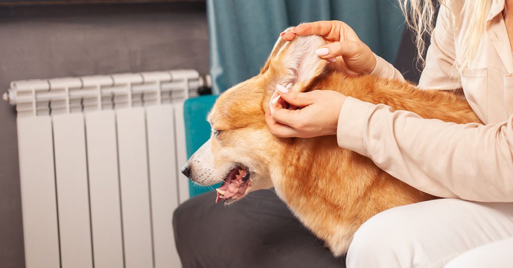 best way to clean dog's ears