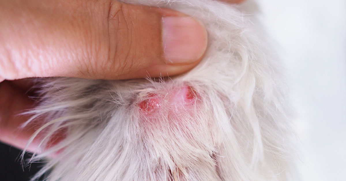 injury in dog's paws