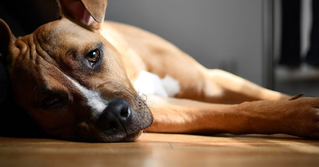 10 Most Common Skin Conditions In Dogs