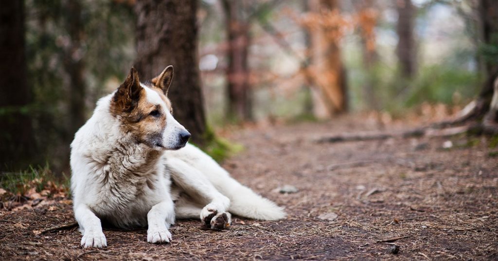 How To Prevent Ticks On Dogs