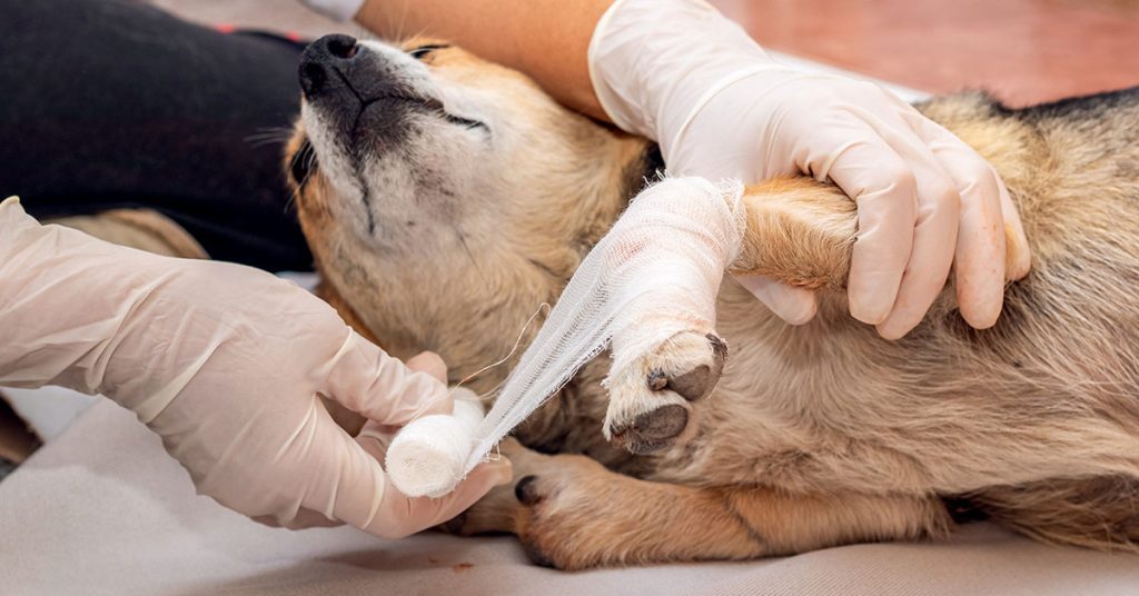 How To Care For A Dog Wound?