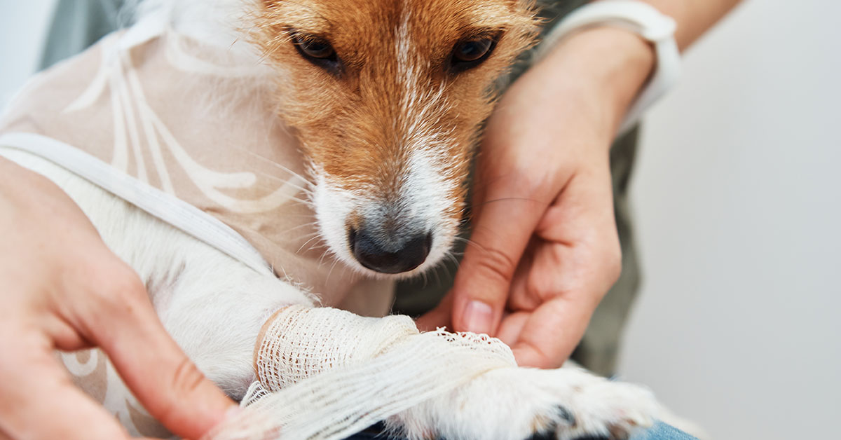 How to Care for a Dog Wound