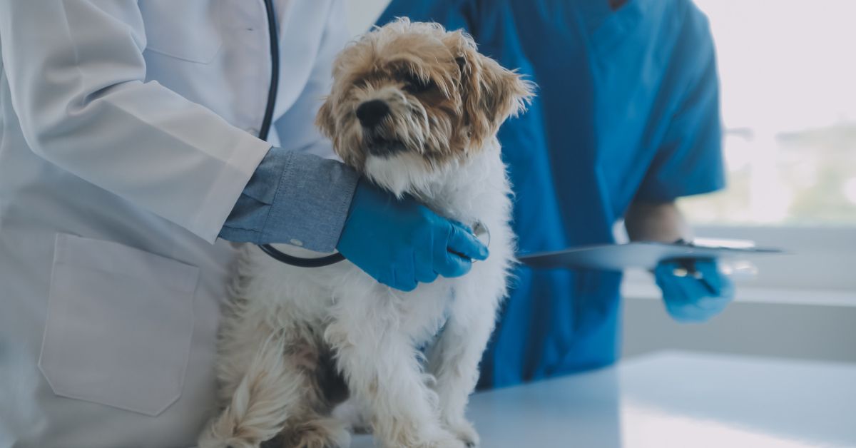 Regular Veterinary Check-ups 