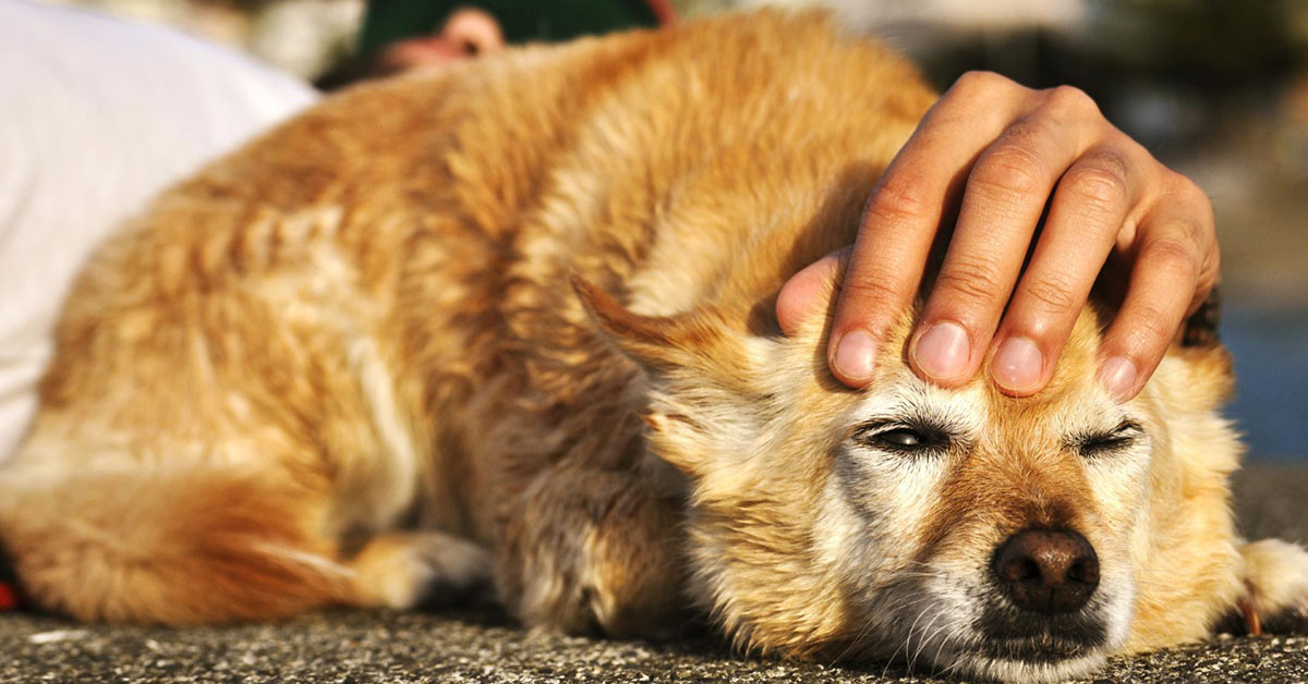 Signs of Cushing's Disease in Dogs