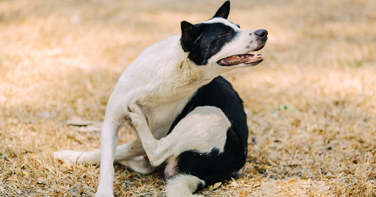 Signs of Flea Infestation in Dogs