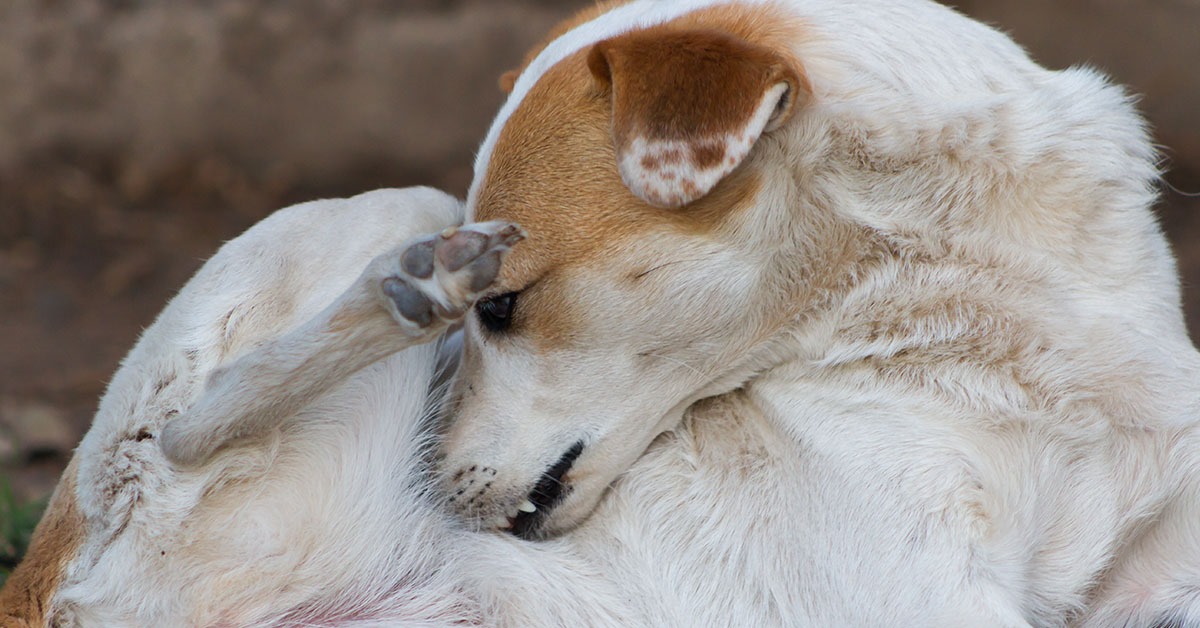 Signs of Tick Infestation