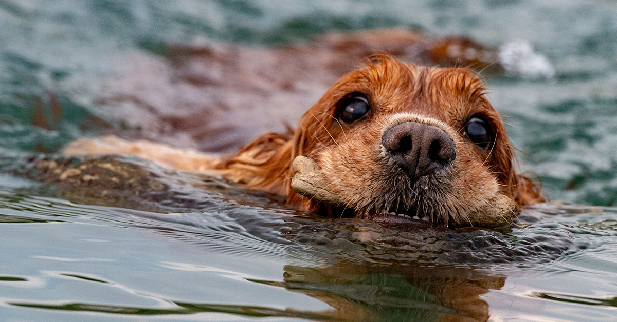Swimming Health Considerations for Dogs