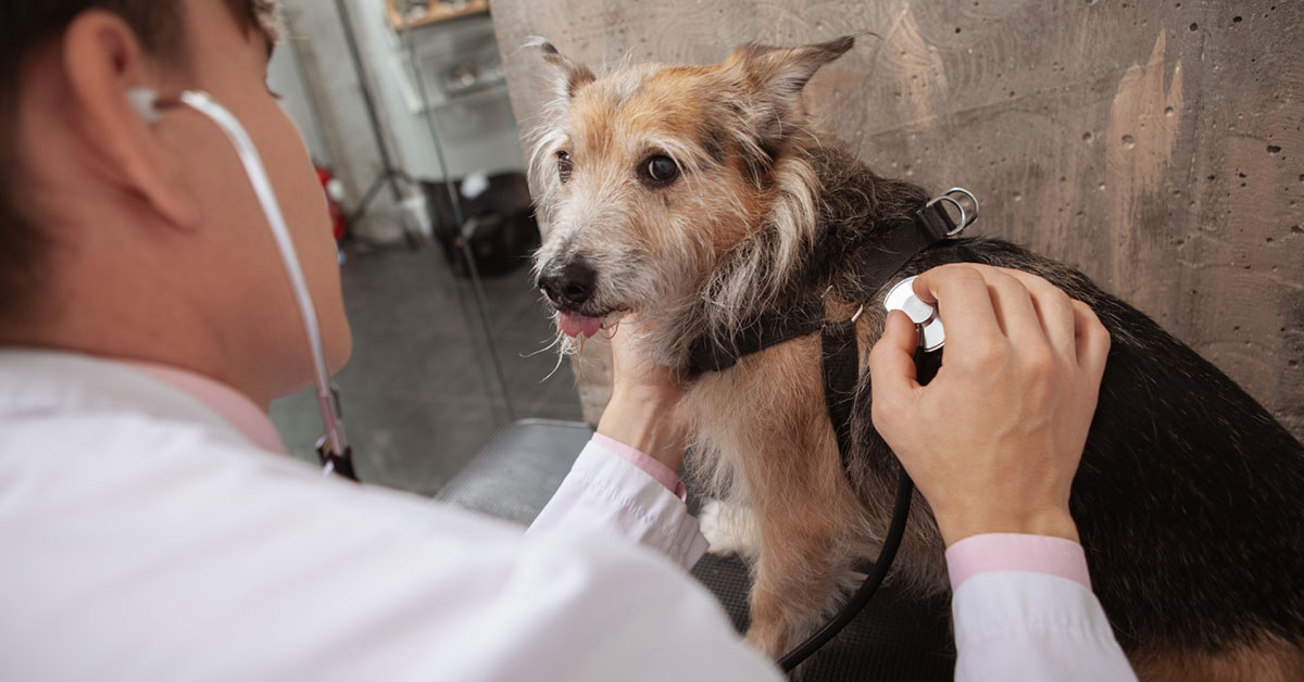 Treat Cushing's Disease in Dogs