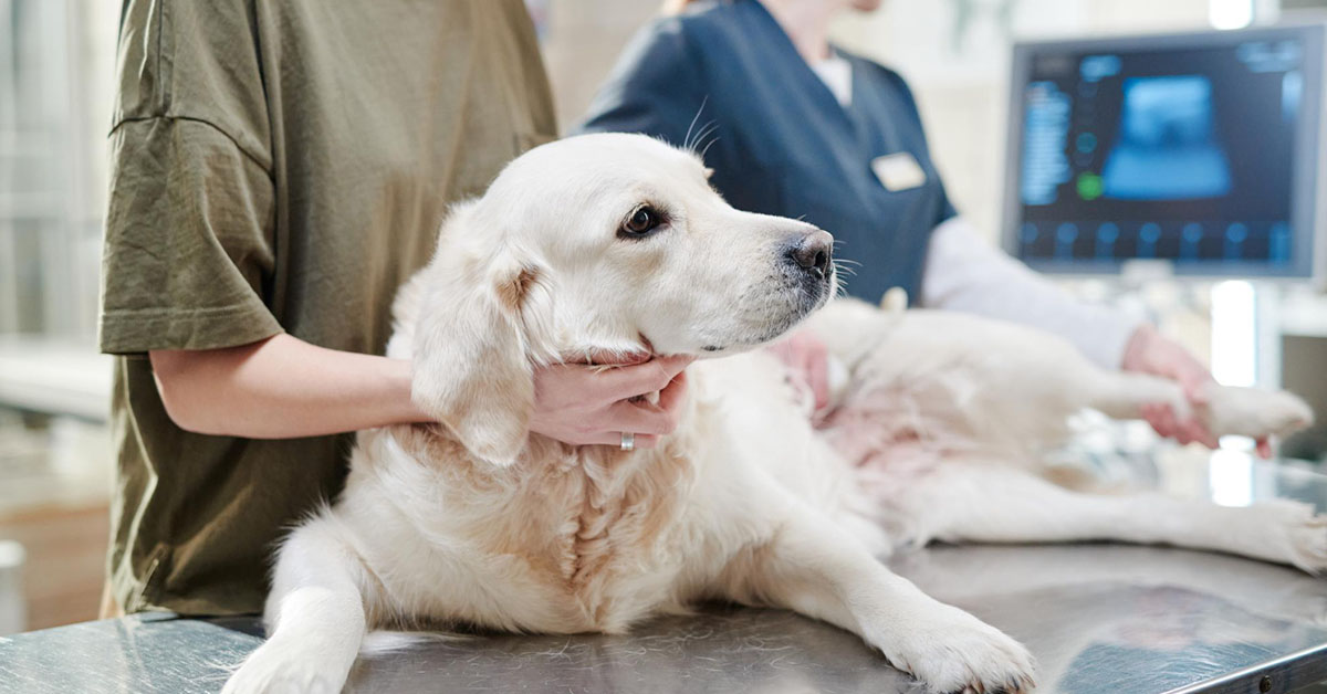 Treatment of MRSA in Dogs