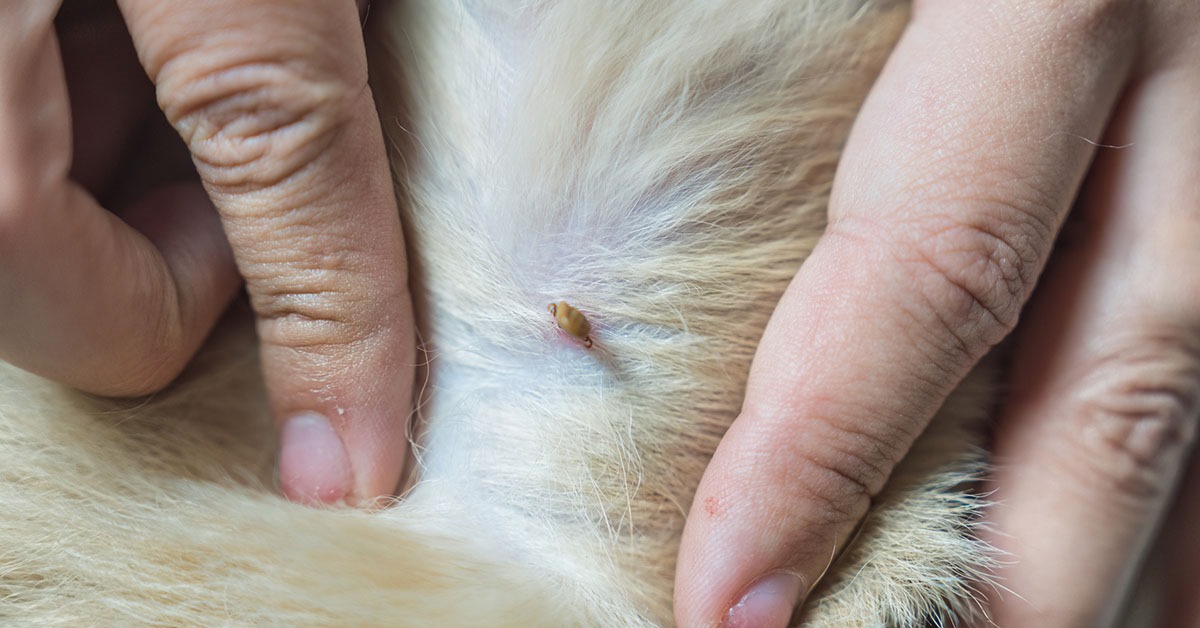 What Are Ticks in Dogs 