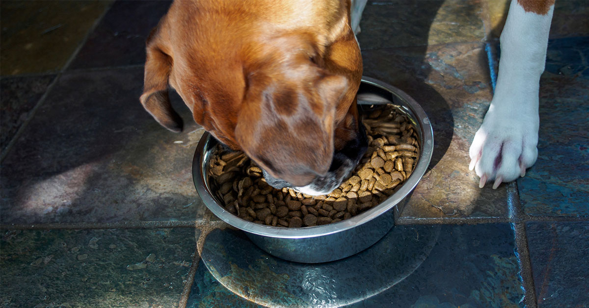 What Is Grain Free Food for Dogs
