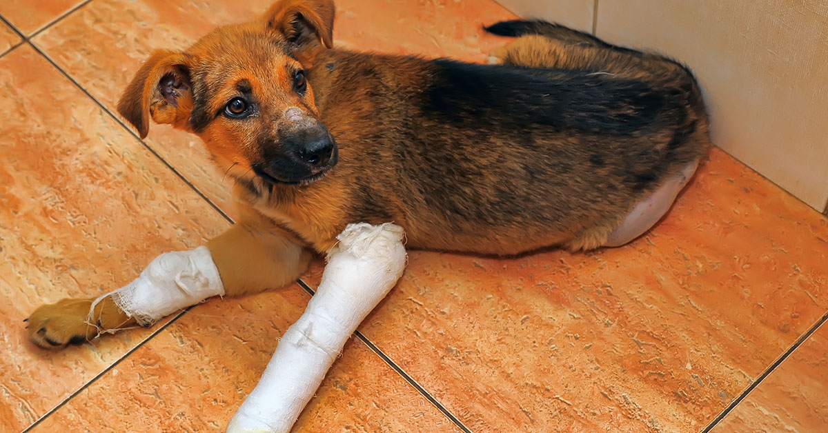 What is dog wound
