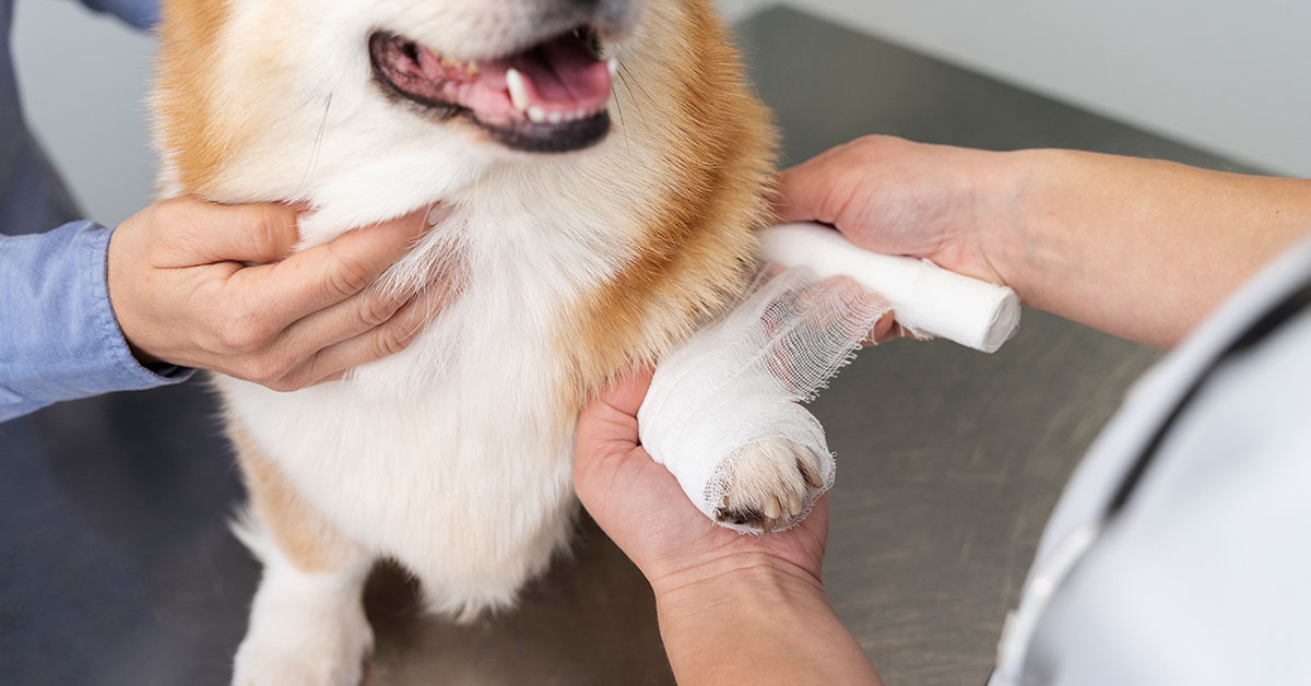 When to Seek Professional Veterinary Care