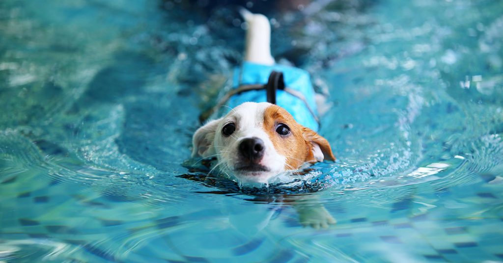 can dogs swim in pools