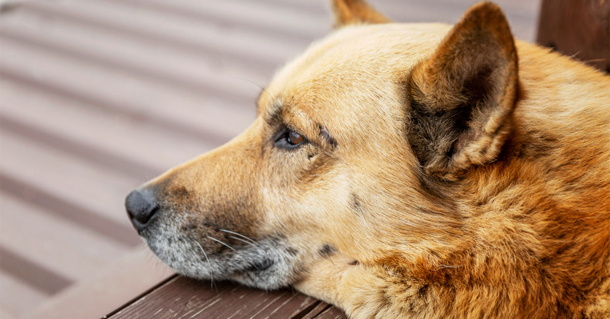 dogs rub their faces