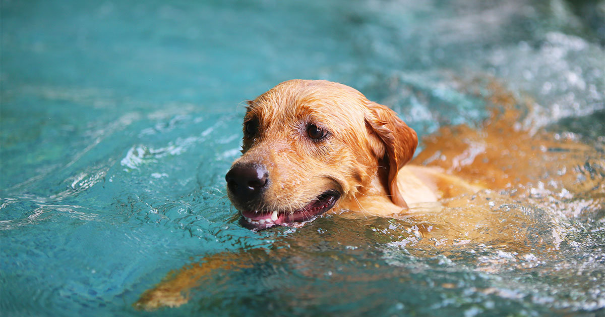 dogs swim in pools