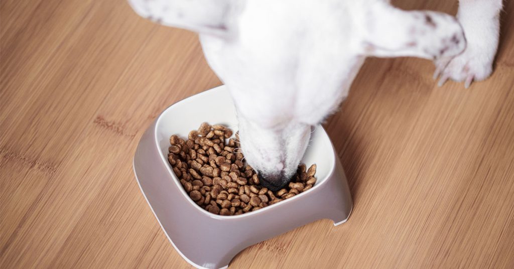 grain free diet for dogs