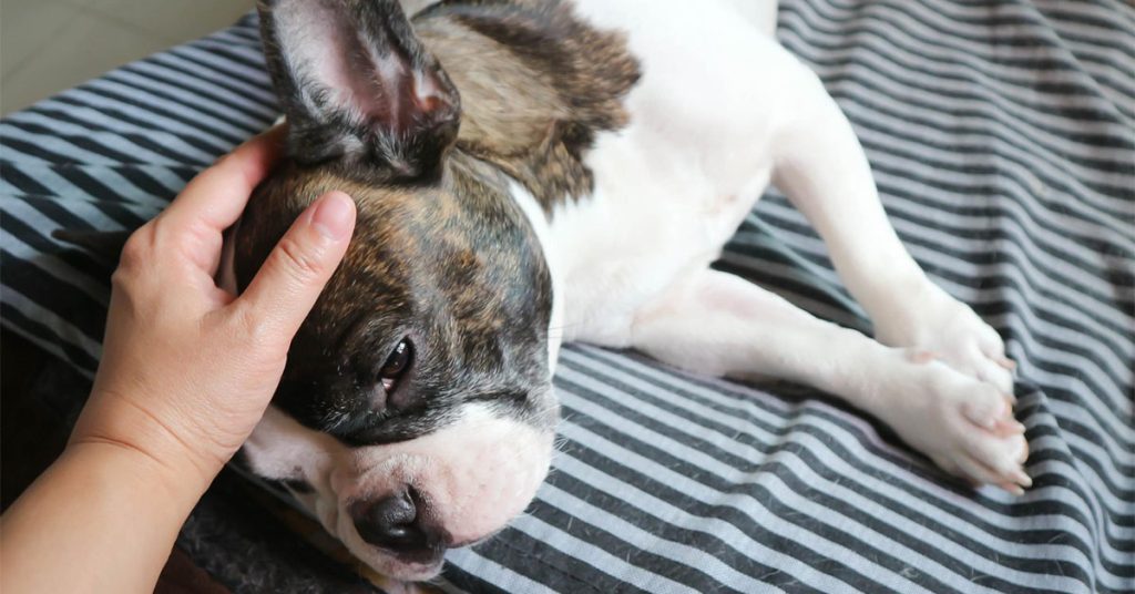 How To Treat Cushing’s Disease In Dogs?
