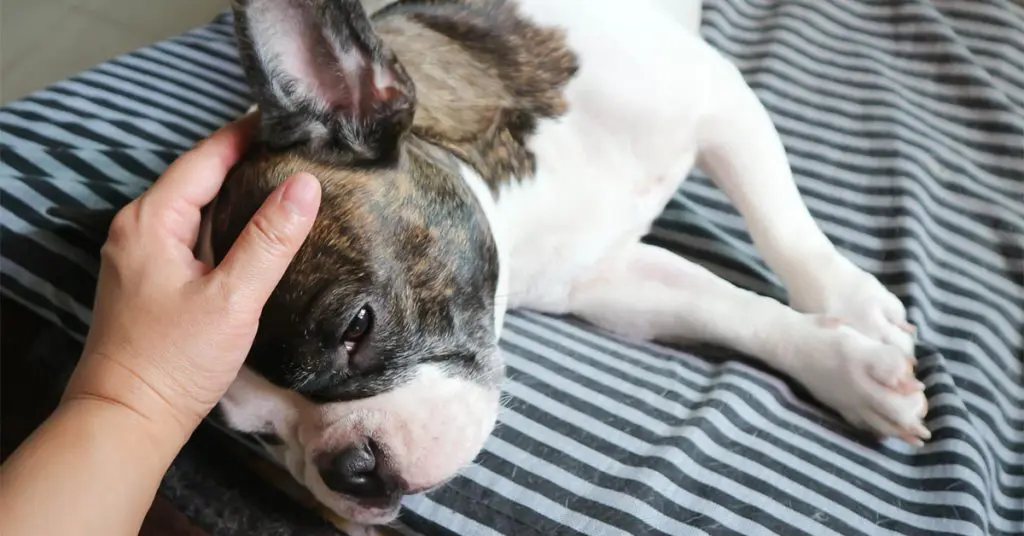 How To Treat Cushing’s Disease In Dogs?
