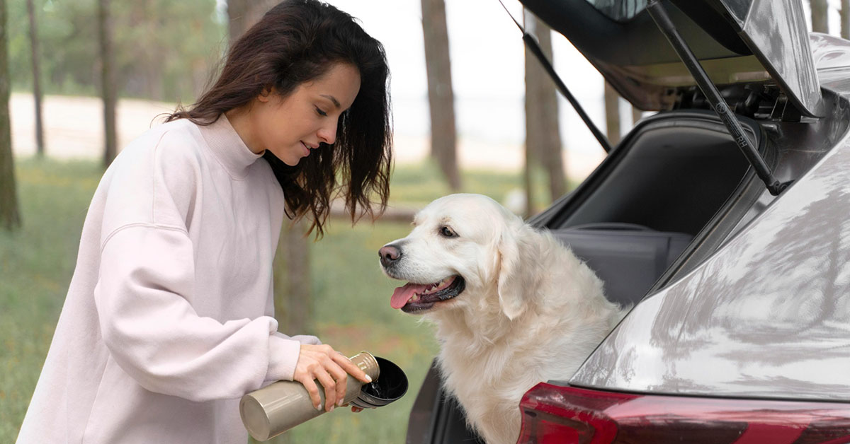 keep hydrate your pet dog while riding your car