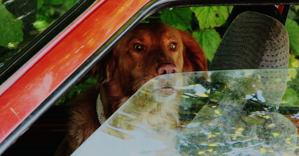 Why Do Dogs Pant in the Car?