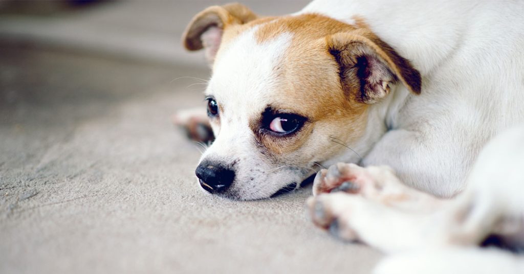 Why Do Dogs Rub Their Faces?
