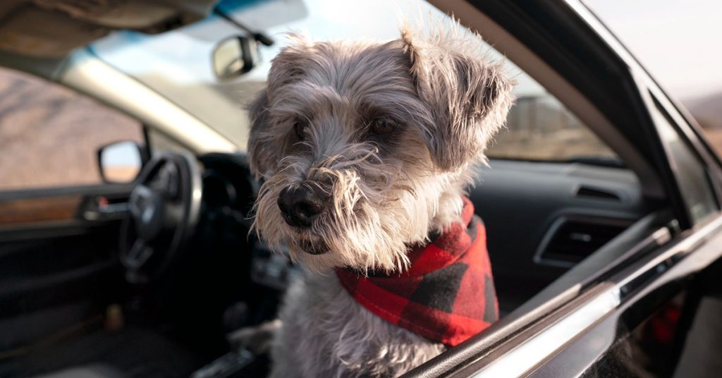 Why Do Dogs Whine In The Car?