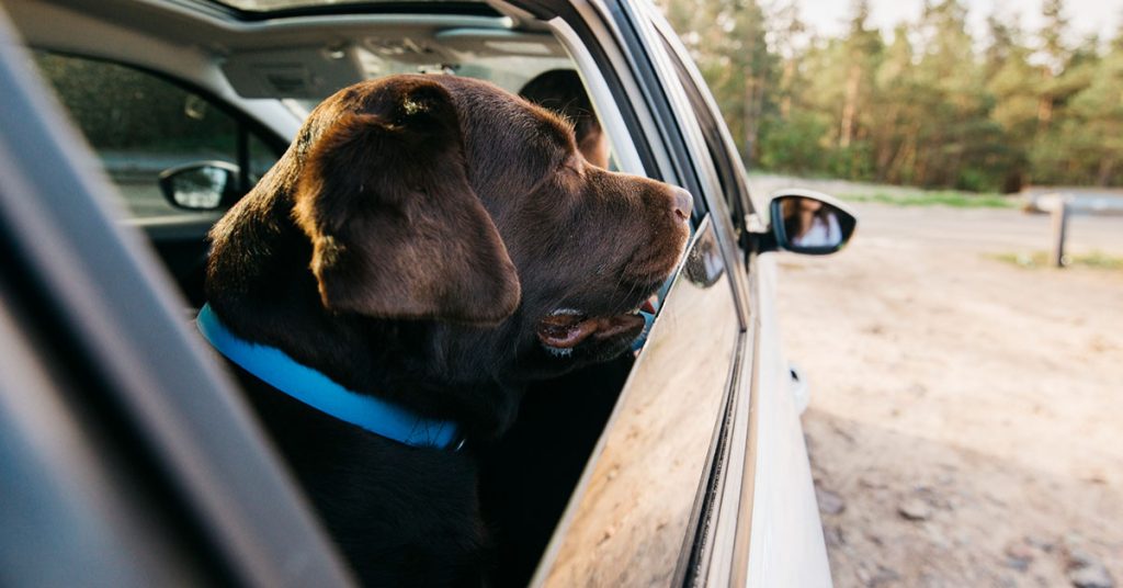 Why Does My Dog Slobber In The Car?