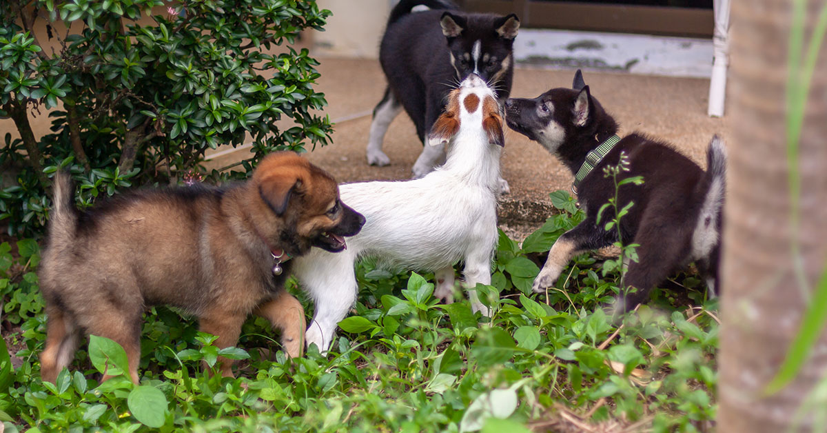Monitoring Interactions with Other Dogs