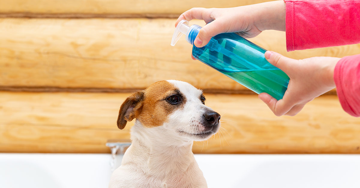 Advantages of Natural Care Shampoo for Dog Skin and Coat
