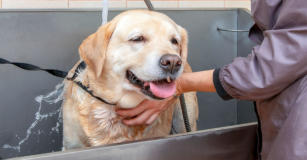 Bath Your Labrador Retriever