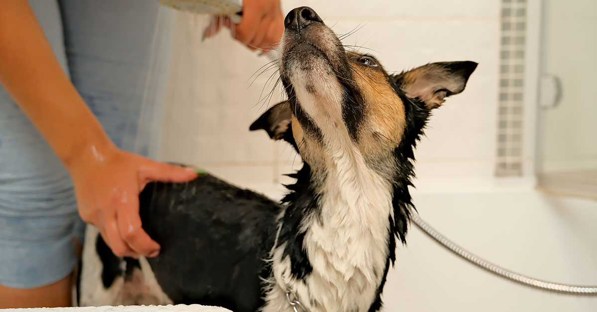 Bath your pet dog