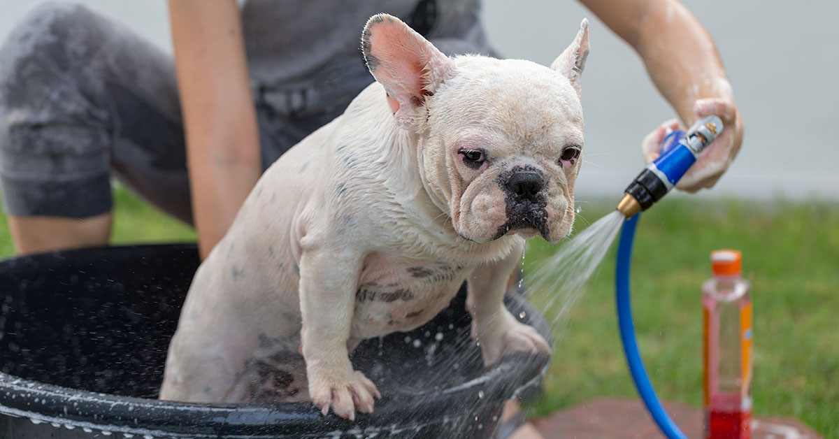 Bathing Your French Bulldog