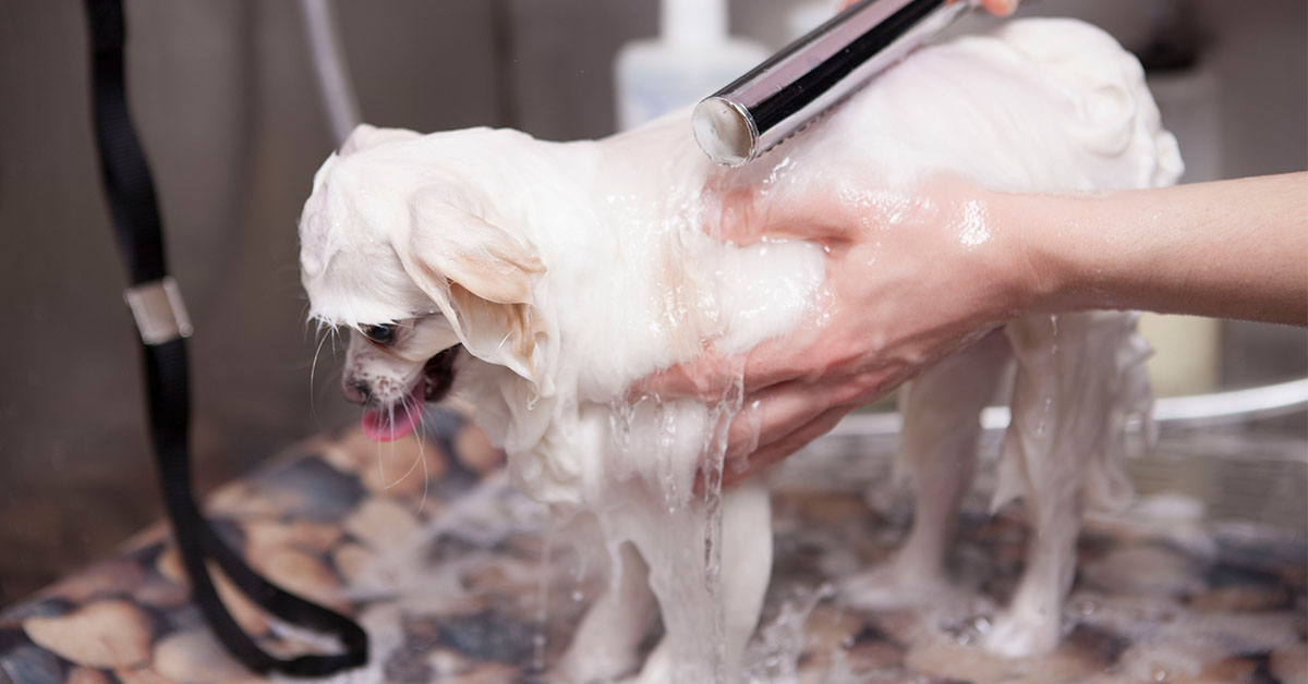 Bathing Your Havanese Dog