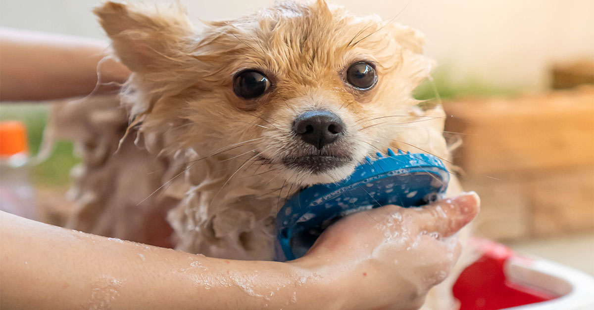 Bathing Your Pomeranian