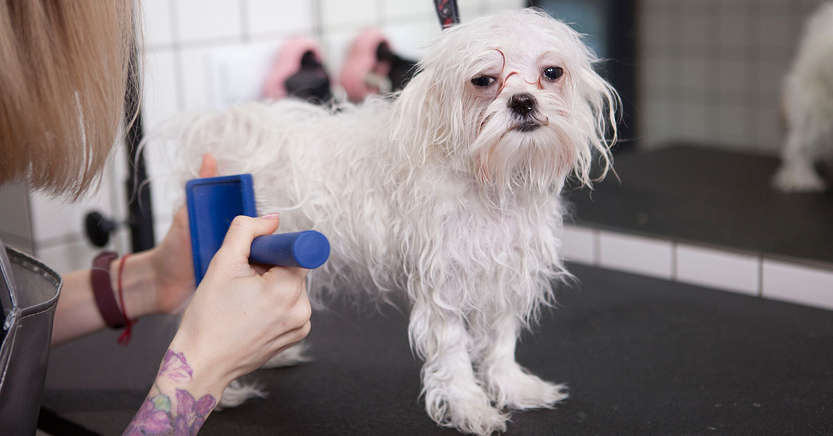 Brush Your Havanese Dog