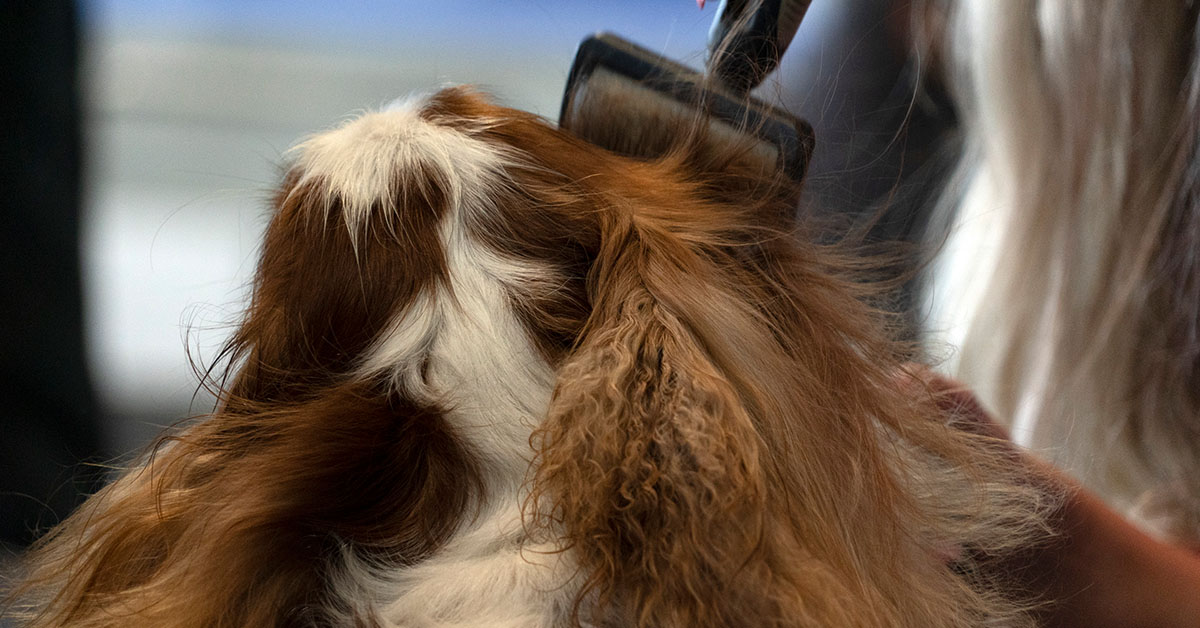 Brushing Your Springer's Coat