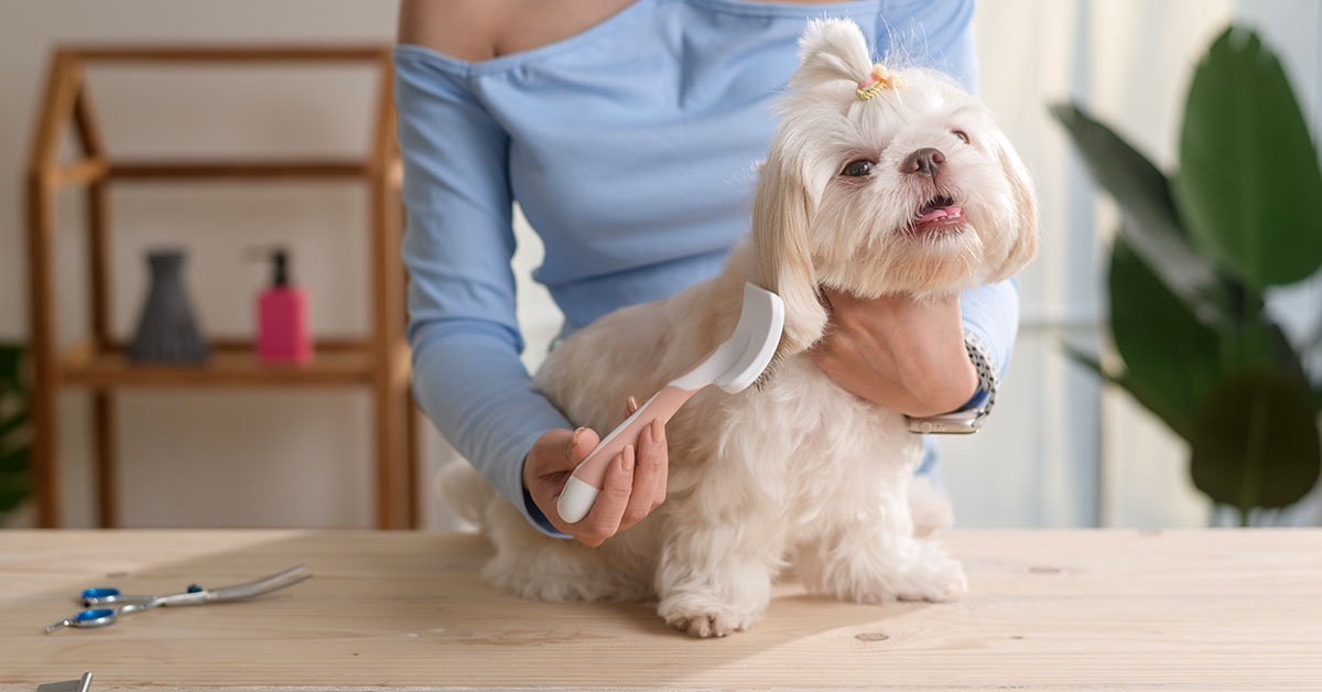 Brushing and Combing Dog