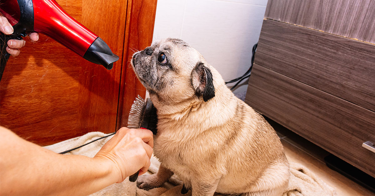 Brushing and De-shedding
