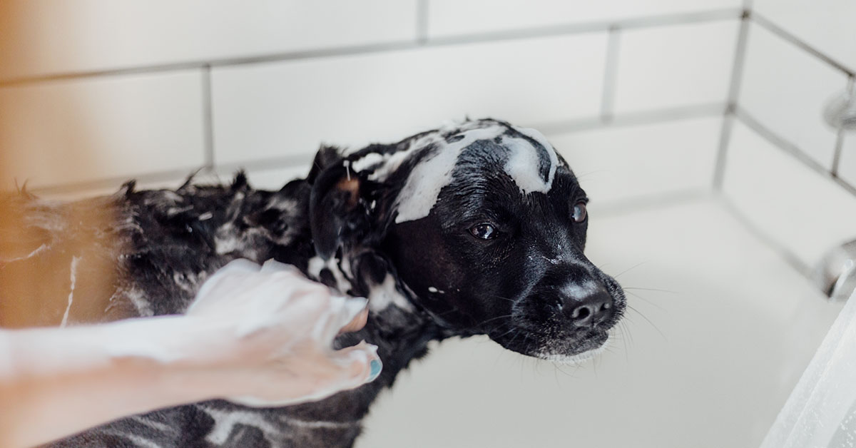Can I Use Human Shampoo on a Dog