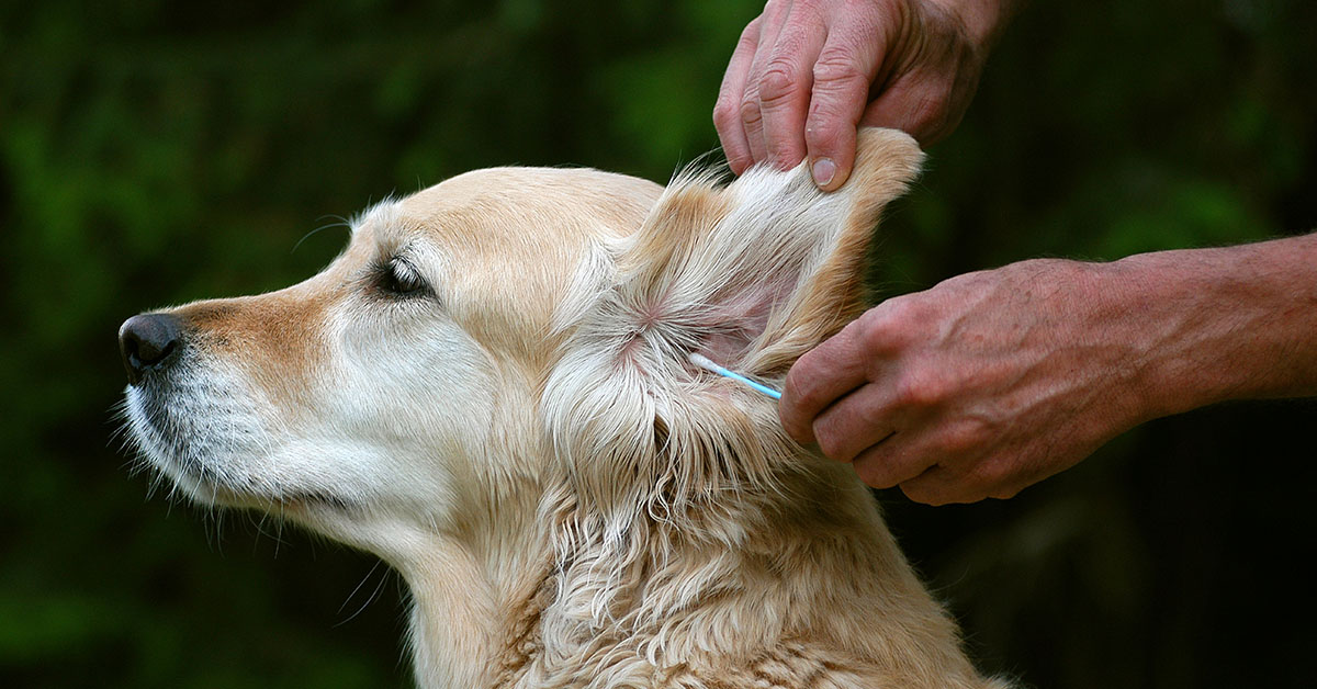 Ear Cleaning